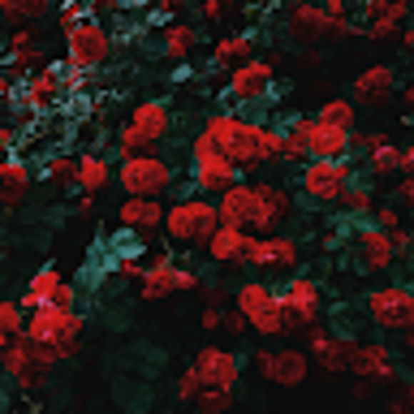 roseluv45